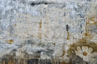 无标题、斑点、污点、旧墙、壁纸、背景、墙、花