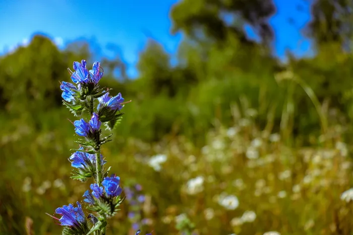 植物，花，花，鸢尾，羽扇豆，天竺葵，花瓣，八角莲