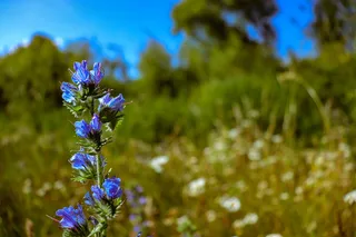 植物，花，花，鸢尾，羽扇豆，天竺葵，花瓣，八角莲