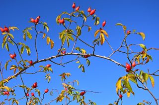 玫瑰果, 种子, 野玫瑰, 水果, 玫瑰, 布什, Sammelfrucht, 分支