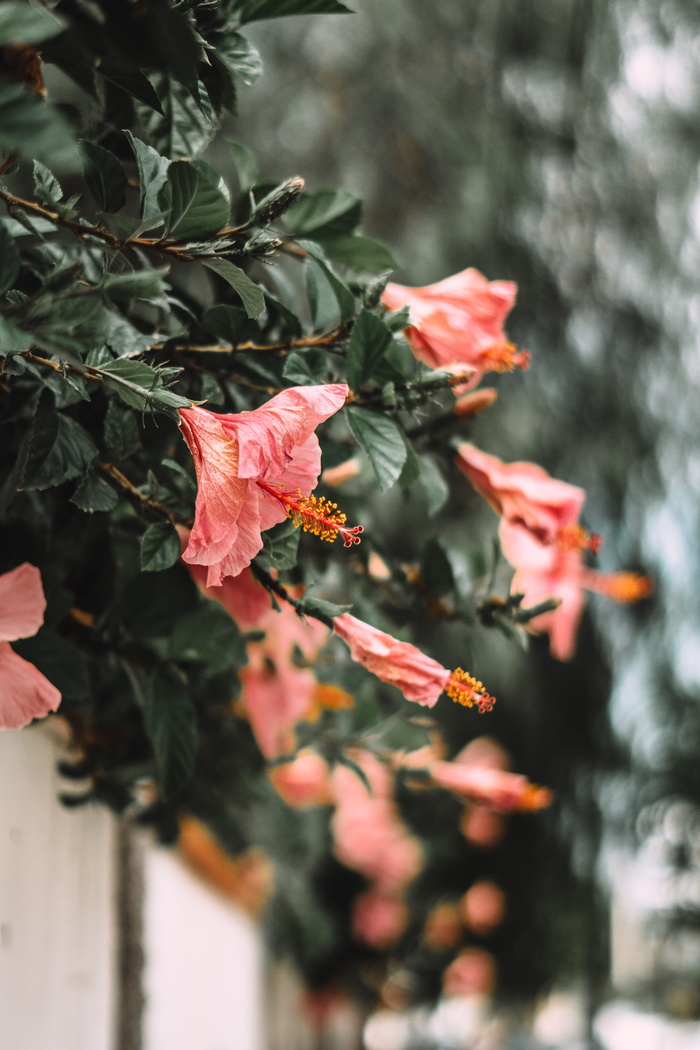 粉红色芙蓉花特写照片