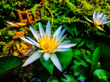 白色和黄色的花 白色和黄色的花