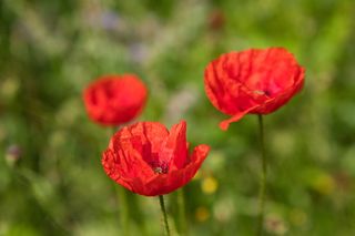 自然，花，植物，夏天，罂粟，花园，明亮，花卉