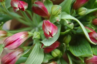 自然，叶子，花园，花，开花植物，植物，新鲜，自然之美