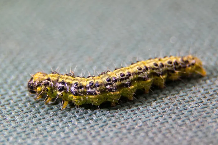 书籍树毛虫，黄杨木蛀虫，毛虫，害虫，寄生虫，黄杨木，昆虫，关闭