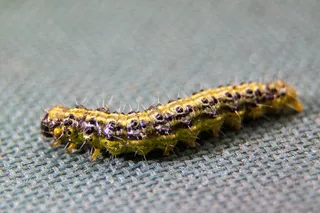 书籍树毛虫，黄杨木蛀虫，毛虫，害虫，寄生虫，黄杨木，昆虫，关闭