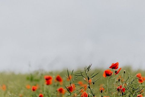 一片红色罂粟地