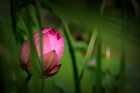 中国，花，莲花，植物，开花植物，脆弱性，自然之美，脆弱性