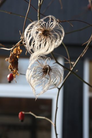 冬日，冬季，自然，负，花，花，冬季花园，聚焦前景