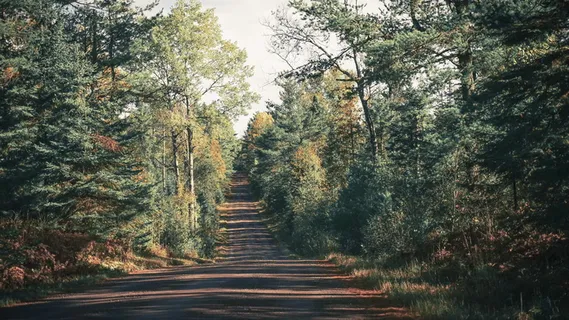 白天树木之间的灰色道路 白天树木之间的灰色道路