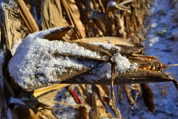 玉米棒, 雪, 冬天, 玉米, 冷冻, 农业, 关闭, 字段