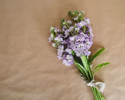 花朵,平面,顶部,构图,模型,花朵,头顶,桌子 花朵,平面,顶部,构图,模型,花朵,头顶,桌子