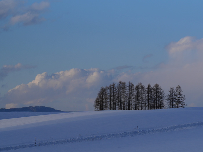 北海道，别伊，雪，灵感，冬天，树，天空，寒冷的温度