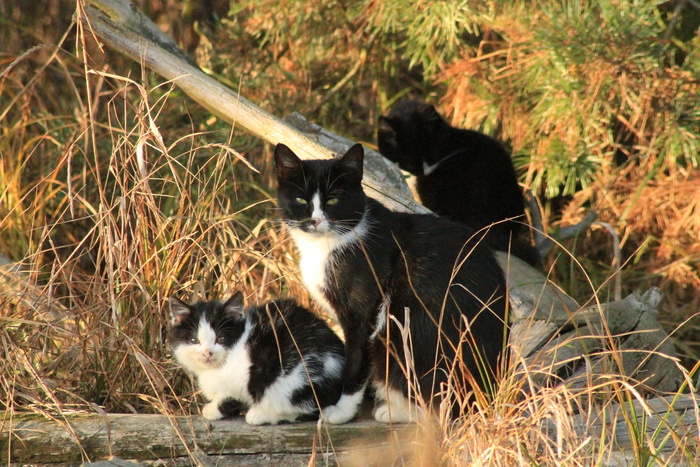 正常，猫，动物，正常猫，dachowiec，家猫，自然，户外