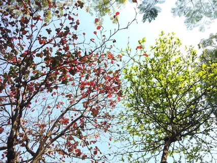 晴天红绿的树叶 晴天红绿的树叶