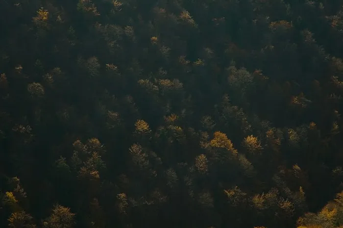 森林航空摄影