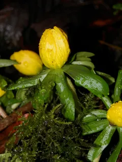 黄色、绿色、花朵、植物、水滴、新鲜度、特写、水滴 黄色、绿色、花朵、植物、水滴、新鲜度、特写、水滴