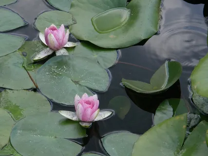 睡莲,花,池塘,花,水,睡莲,开花植物,湖 睡莲,花,池塘,花,水,睡莲,开花植物,湖