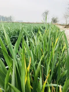 生长,植物,绿色,土地,田野,风景,天空,自然之美 生长,植物,绿色,土地,田野,风景,天空,自然之美