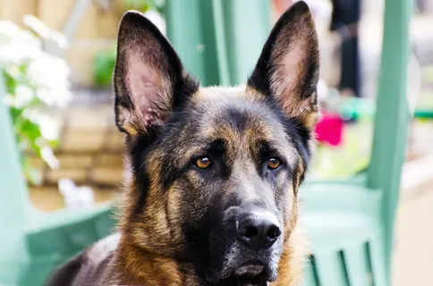 狗，脸，动物，德语，阿尔萨斯语，德语-阿尔萨斯语，特写，监视器