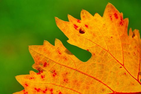 葡萄酒，葡萄酒叶子，秋天，秋天的颜色，叶子，植物部分，变化，特写