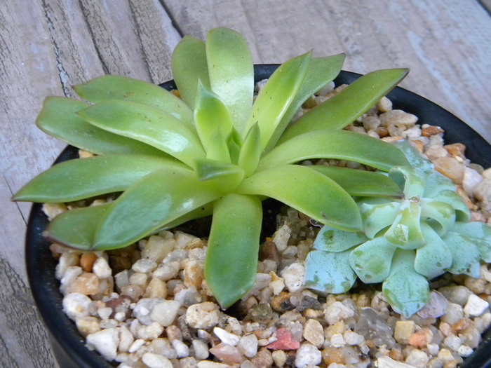 aeonium，植物，肉质植物，植物，绿色，沙漠，叶子，刺五加