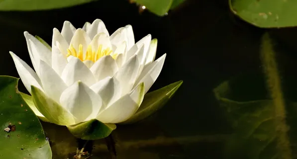 白色,花瓣花,水,白天,睡莲,植物,水生植物 白色,花瓣花,水,白天,睡莲,植物,水生植物