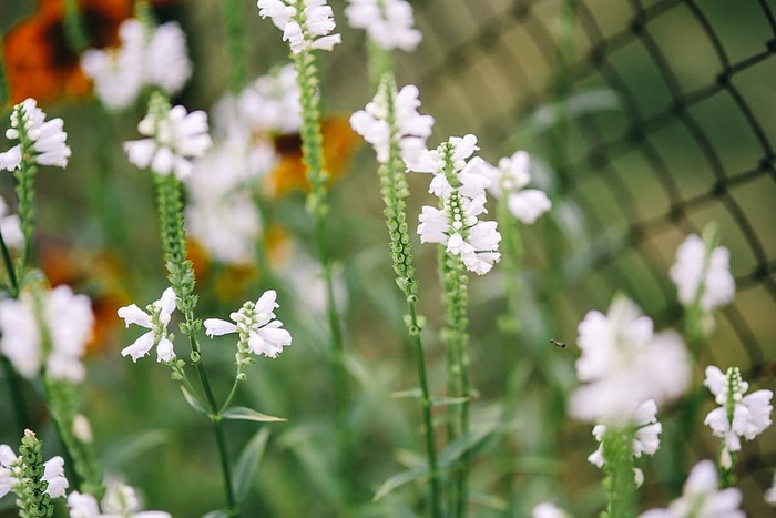 花园里的花、水果和蔬菜