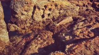 巴西，乌巴图巴，贝壳，海藻，海洋，海滩，苔藓，岩石