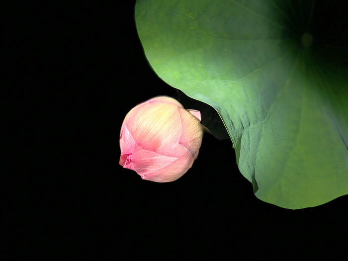 莲花、简单、黑色、花蕾、花朵、自然之美、特写、植物