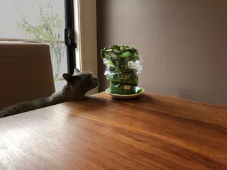 好奇，罗勒，猫，宠物，家养，动物主题，一个动物，家养动物