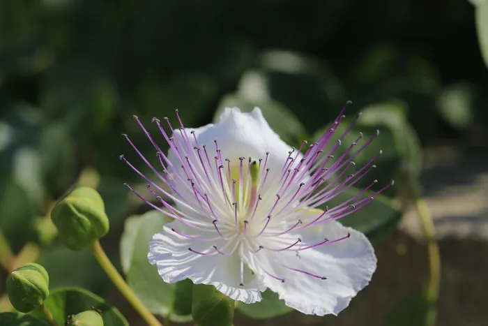 花，跳跃，编辑，自然，脆弱，自然之美，没有人，紫色
