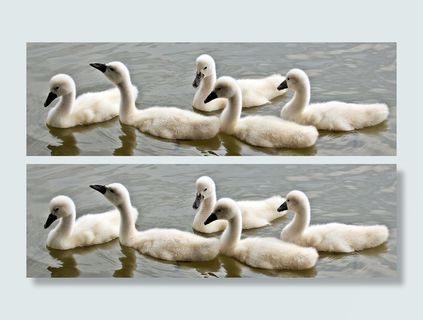 动物，鸟，鸟，可爱，鸭子，毛茸茸的，湖，哑巴