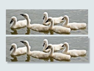 动物，鸟，鸟，可爱，鸭子，毛茸茸的，湖，哑巴