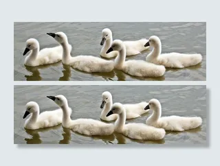 动物，鸟，鸟，可爱，鸭子，毛茸茸的，湖，哑巴