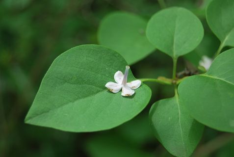 花，绿色，自然，百合花，叶子，一朵花，单身汉，叶子