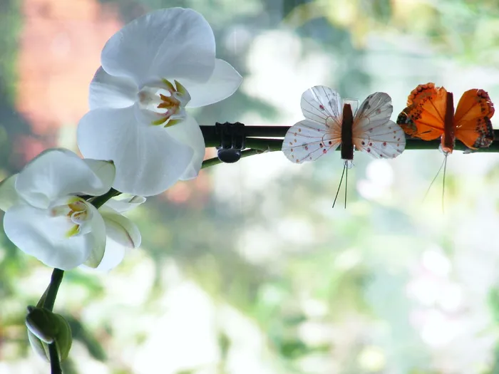 兰花，花，蝴蝶，虎耳草，东方花，植物，花瓣，温柔