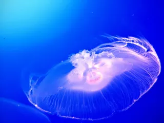 水母，鱼类，水下，水，波浪，蓝色，自然，水族馆