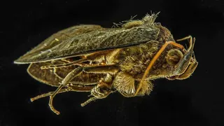 飞蛾，蝴蝶，飞蛾，蝴蝶，nahufnahme，一只动物，黑色背景，昆虫，动物