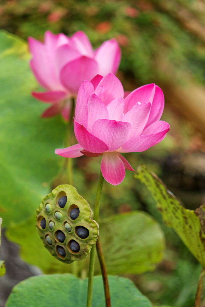 莲花、莲藕、睡莲、睡莲、莲子、豆荚、粉色、洋红