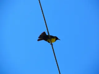 鸟类，帕亚罗斯，天空，脊椎动物，动物，一种动物，野生动物，动物主题