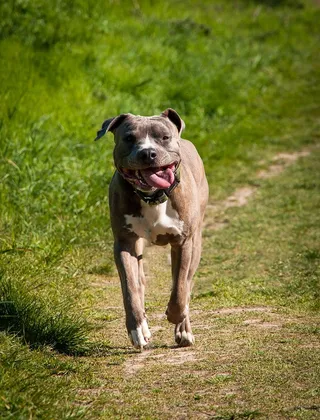 狗、种族、跑步、草地、动物、宠物、斯塔福德、阿姆斯塔夫