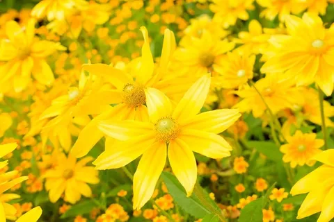 花,黄色,盛开,明亮,花瓣,开花植物,脆弱,新鲜 花,黄色,盛开,明亮,花瓣,开花植物,脆弱,新鲜