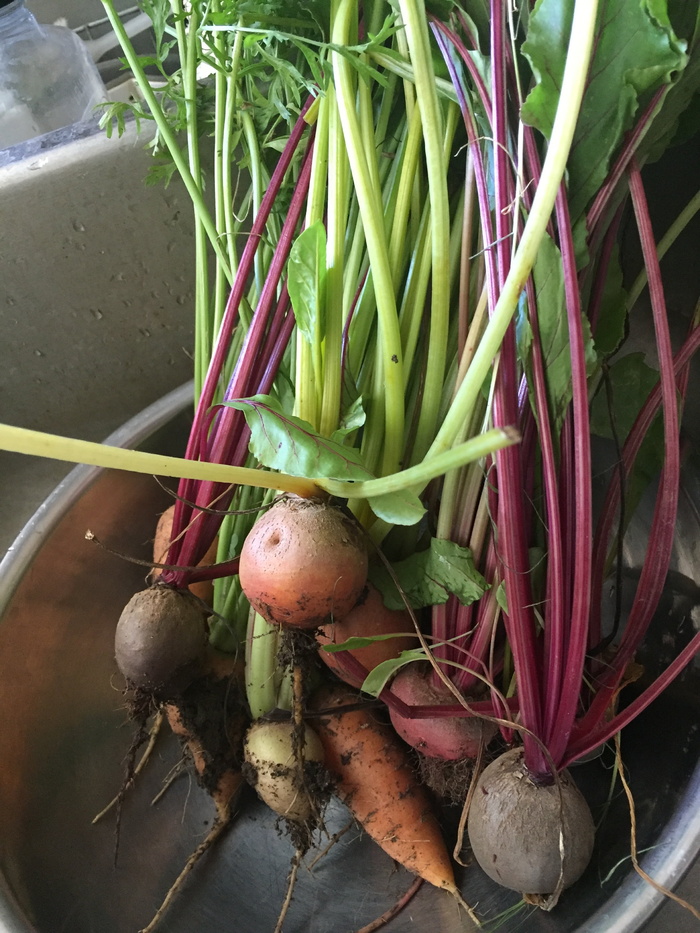 花园，蔬菜，新鲜，有机，蔬菜，食品和饮料，食品，新鲜度