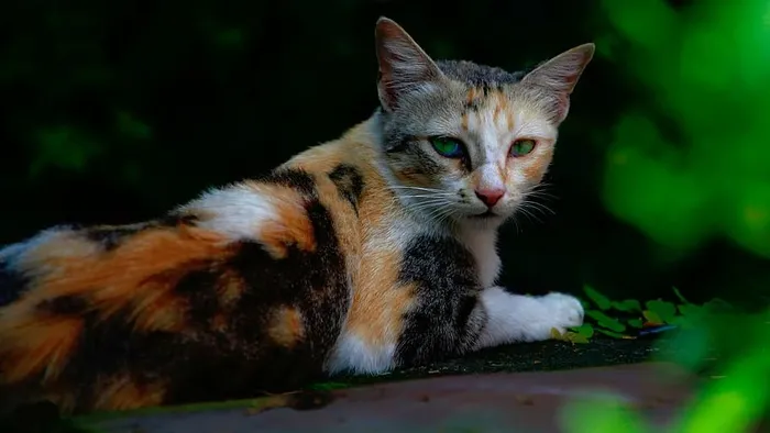 选择性、聚焦摄影、印花布、猫、自然、动物、宠物、可爱