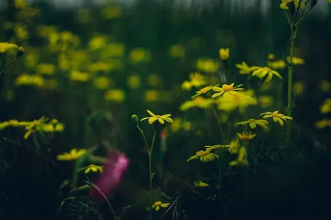 开花,开花,植物,花,自然,花瓣,植物,花 开花,开花,植物,花,自然,花瓣,植物,花