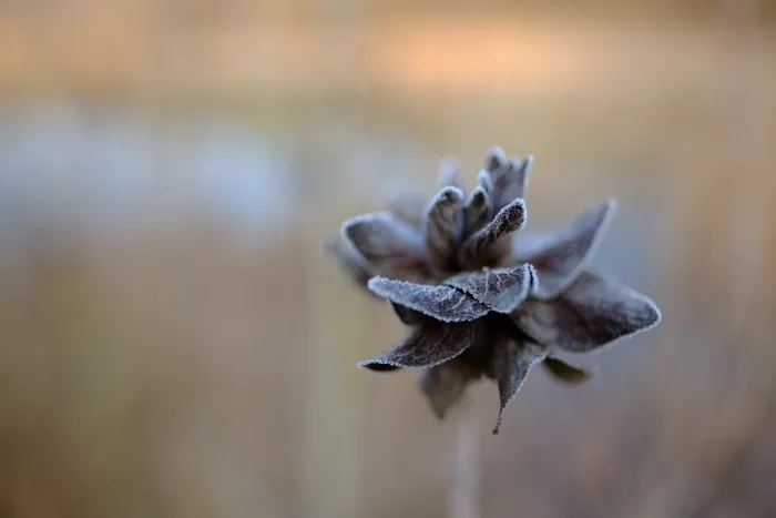 冬季，霜冻，冬季景观，白霜，白霜，花朵，特写，聚焦前景