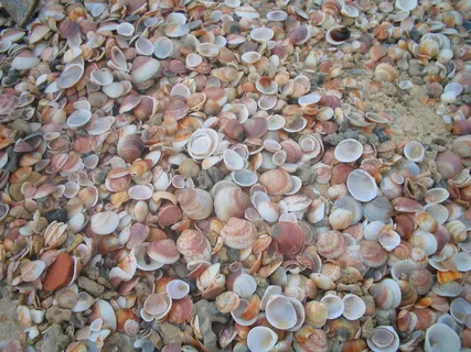 贝壳，纹理，棕色，米色，背景，大量物体，全框架，背景