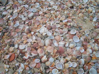 贝壳，纹理，棕色，米色，背景，大量物体，全框架，背景