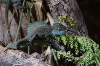 爬行动物，水龟，水龟，蜥蜴，绿色，生物，动物世界，爪子